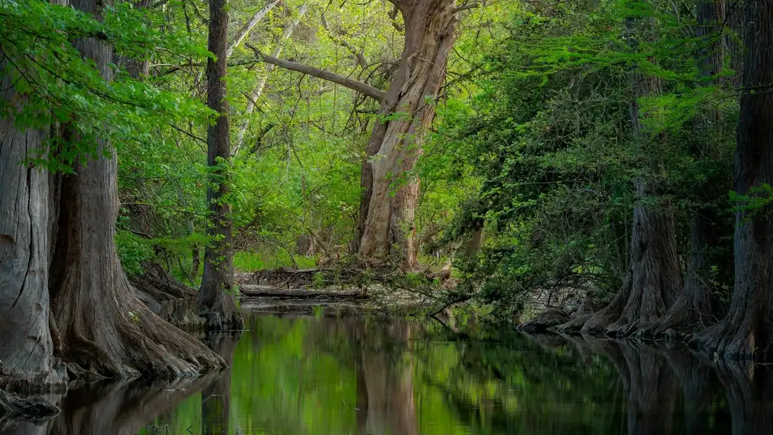 Still water surrounded by trees
