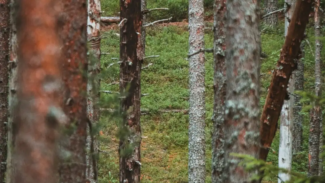 A stand of tall pines shot from below